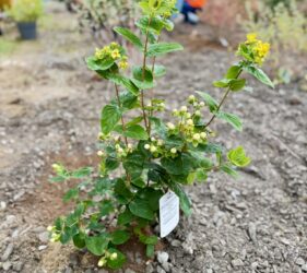 Improving Biodiversity at SMET Yard Sept 2026