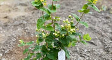 Improving Biodiversity at SMET Yard Sept 2026