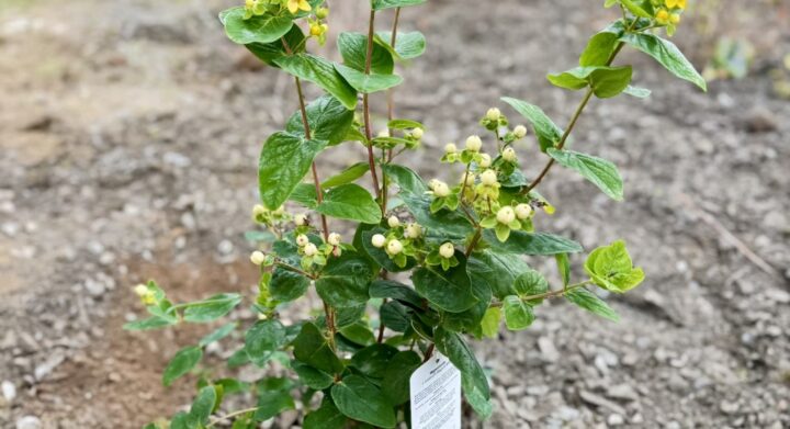 Improving Biodiversity at SMET Yard Sept 2026