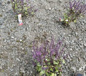 Improving Biodiversity at SMET Yard Sept 2026_